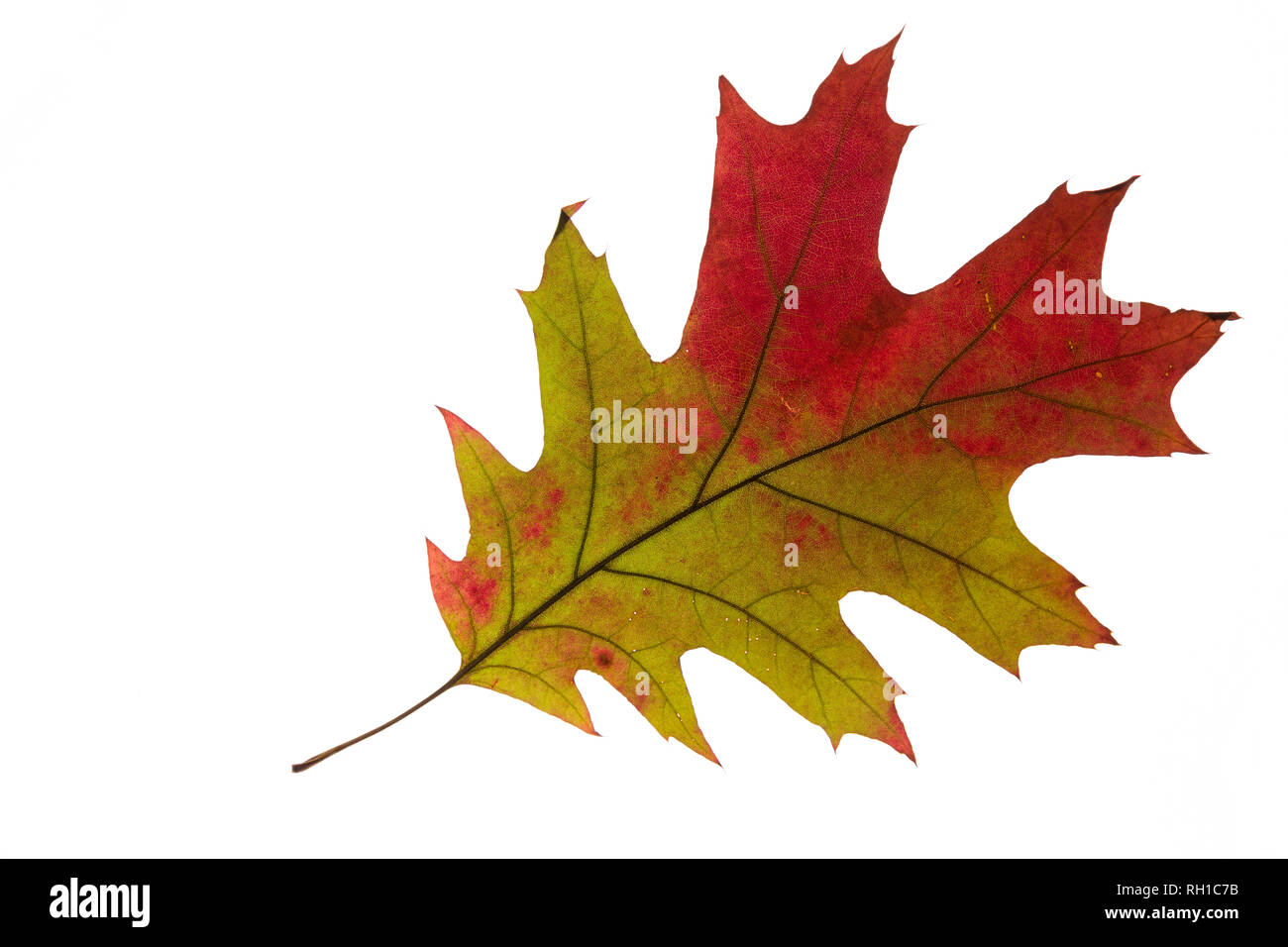 Arce coloridas hojas de otoño sobre un fondo blanco. Studi Shot Foto de stock