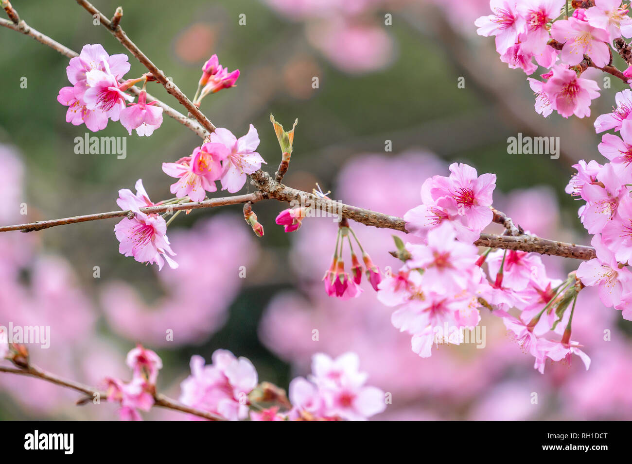 Hermoso árbol sakura cerezos en flor en primavera en el parque, copie el  espacio, de cerca Fotografía de stock - Alamy