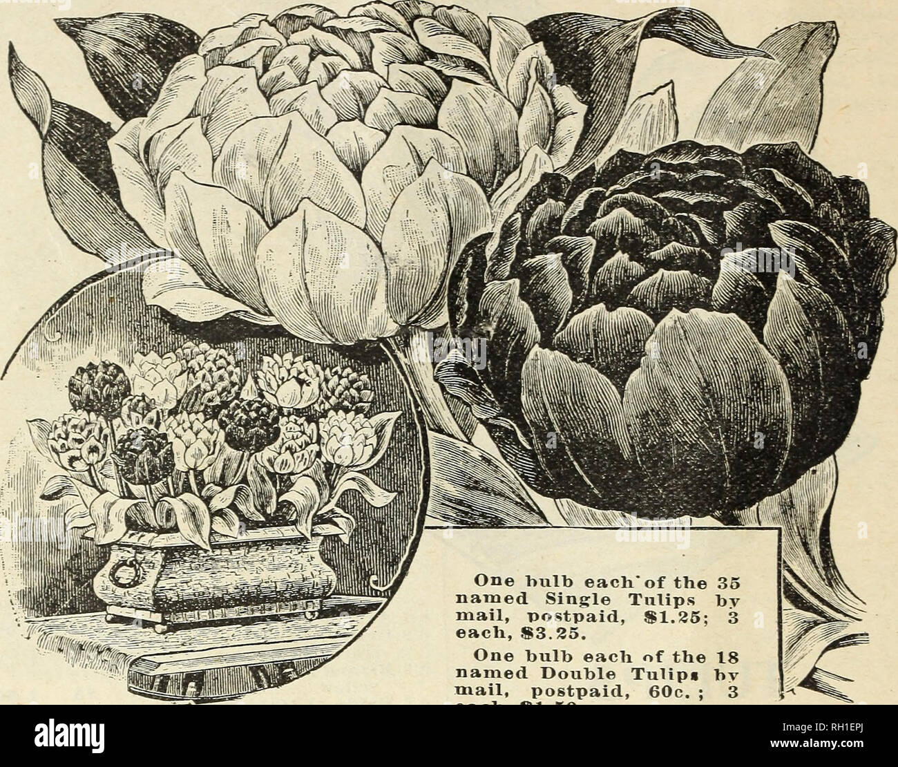 Los Bulbos Y Plantas El Otoño De 1898 Los Catálogos De