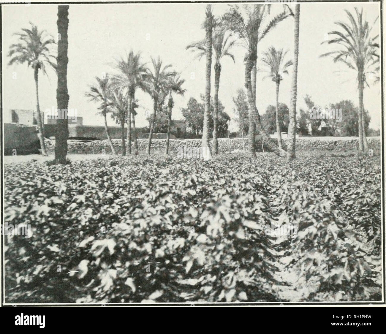 . Boletín. La agricultura. Bui. 210, Oficina de Industria Vegetal, U. S. Tpdo. de Agricultura. La placa r.. Fig. 1.-un campo de algodón egipcio entremezclados con el Hindi. I. Por favor tenga en cuenta que estas imágenes son extraídas de la página escaneada imágenes que podrían haber sido mejoradas digitalmente para mejorar la legibilidad, la coloración y el aspecto de estas ilustraciones pueden no parecerse perfectamente a la obra original. Estados Unidos. Oficina de Producción Vegetal. Washington : G. P. O. Foto de stock