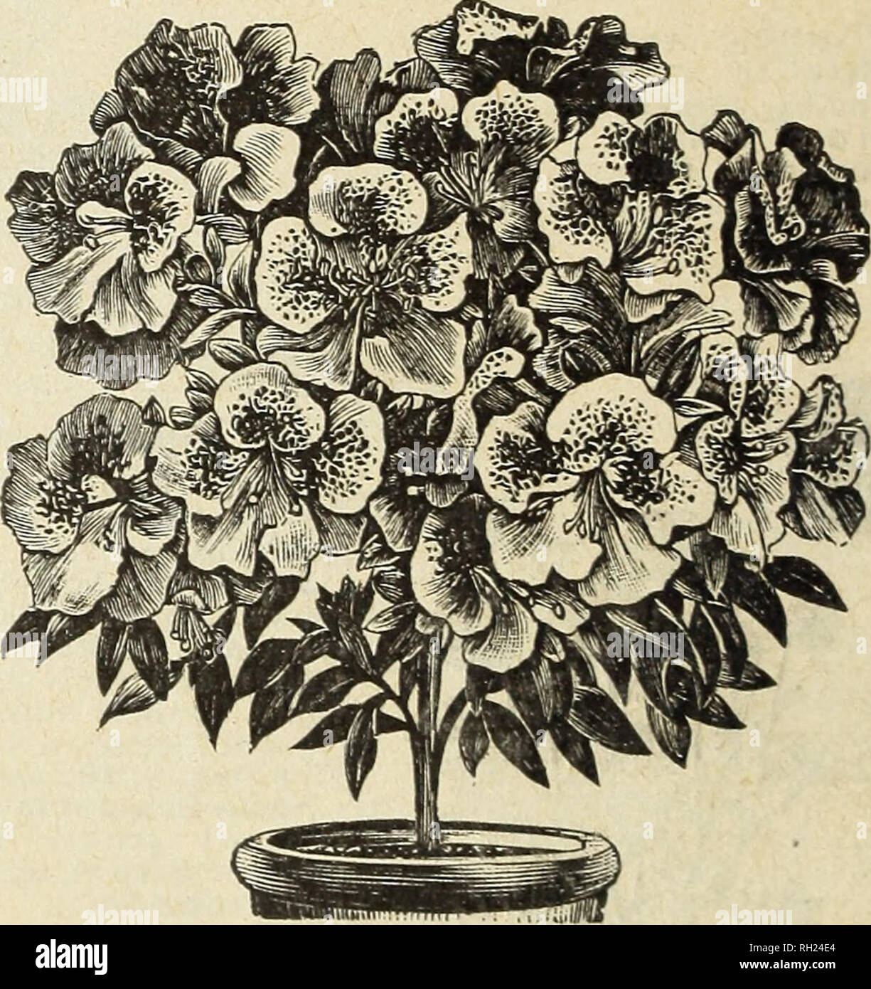 Los bulbos y plantas : el otoño de 1903. Las bombillas (Plantas) Catálogos:  catálogos de plantas de casa. ASPARAGUS PLUMOSUS NANUS. azaleas. Para el  conservatorio o el salón de la planta