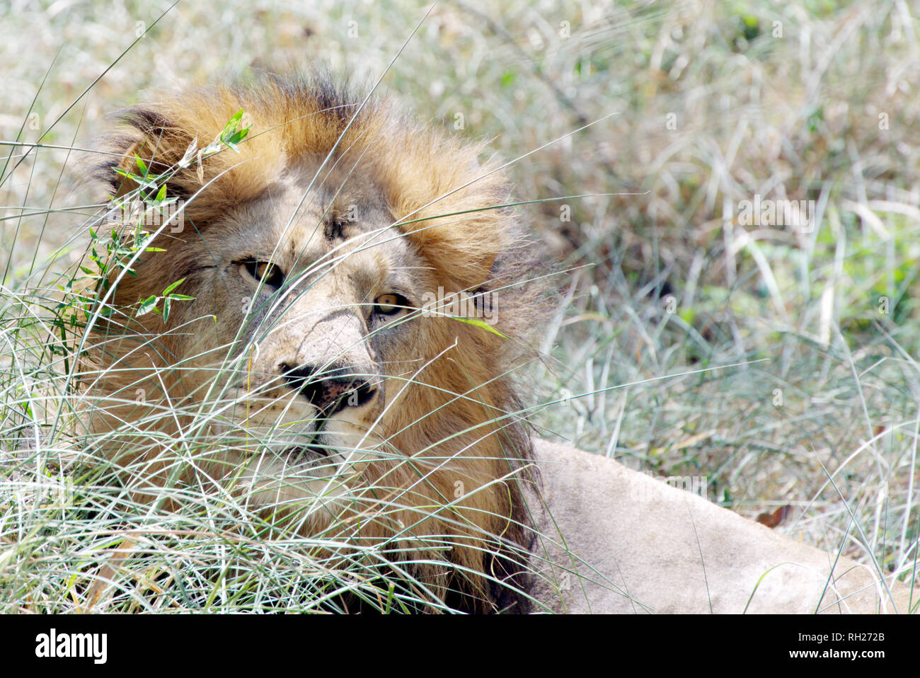 Un león, sentados en el césped Foto de stock