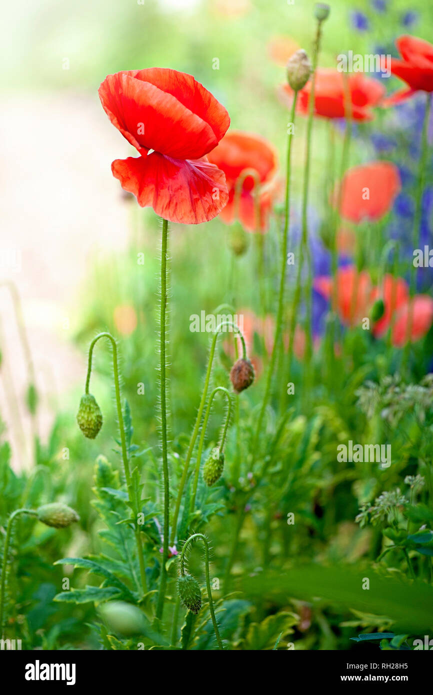 Imagen cercana de rojo vibrante, floración verano amapola en un wildflower meadow. Foto de stock