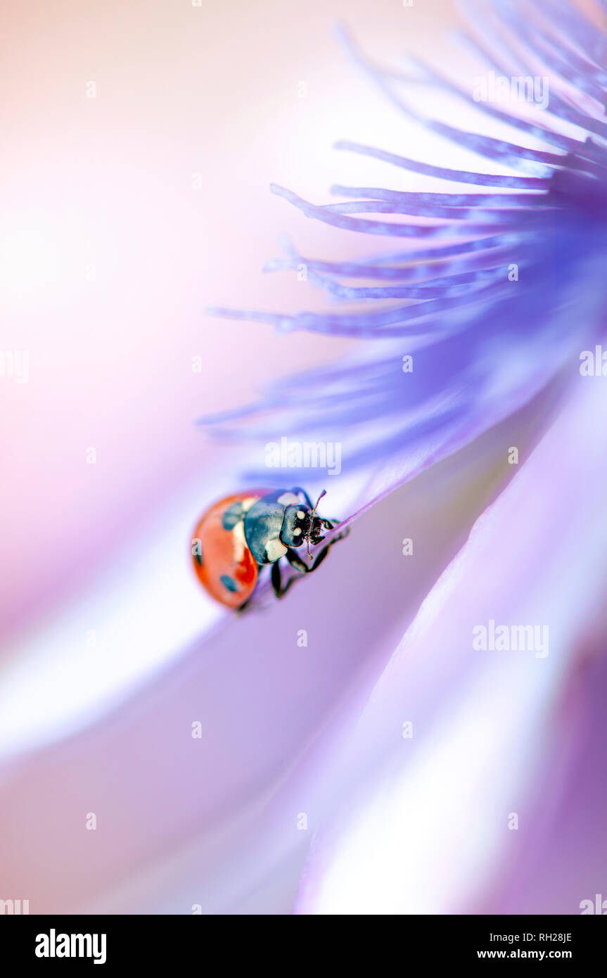Imagen cercana de un 7-spot mariquita - Coccinella septempunctata descansando sobre los pétalos de una flor de la pasión púrpura Foto de stock