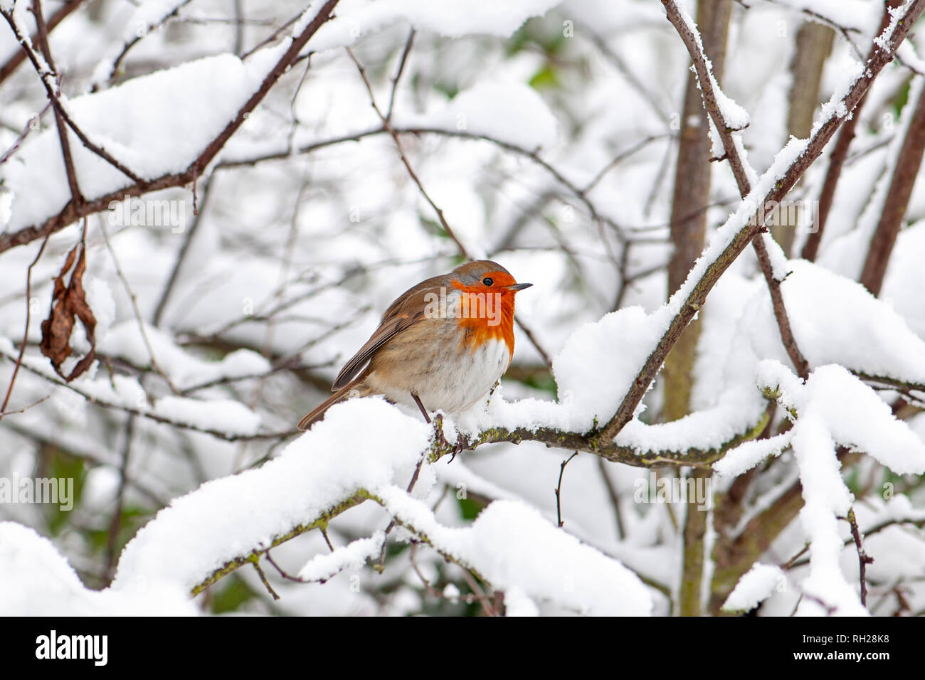 Imagen cercana de una Unión Robin mama roja encaramado en la nieve del invierno Foto de stock