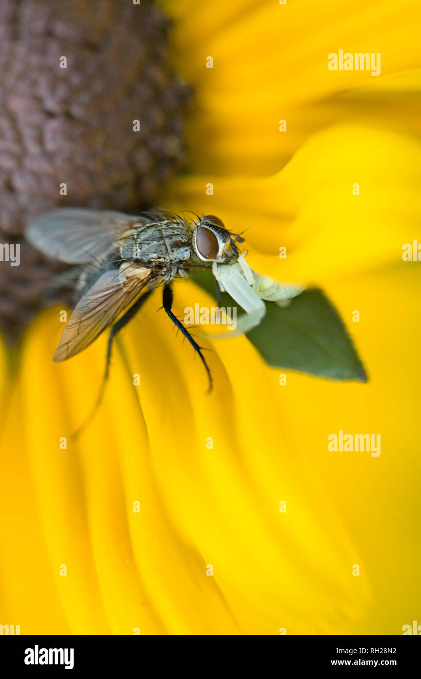 Imagen cercana de un cangrejo araña blanca emboscar un jardín volar sobre los pétalos de color amarillo verano Coneflower Foto de stock