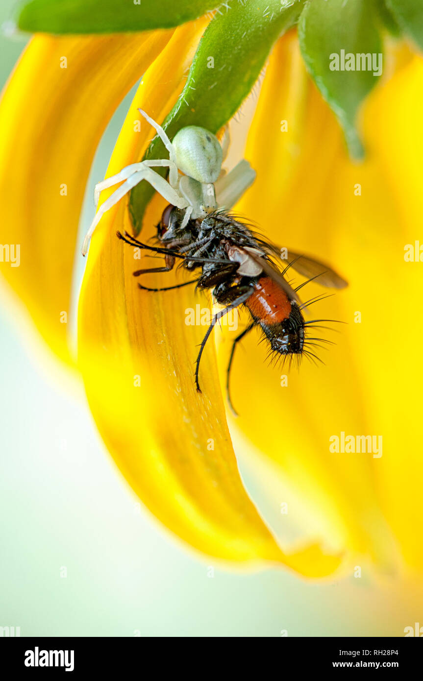 Imagen cercana de un cangrejo araña blanca emboscar un jardín volar sobre los pétalos de color amarillo verano Coneflower Foto de stock