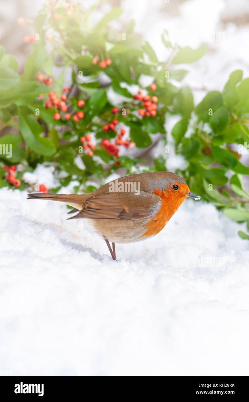 Imagen cercana de una Unión Robin mama roja encaramado en la nieve del invierno Foto de stock