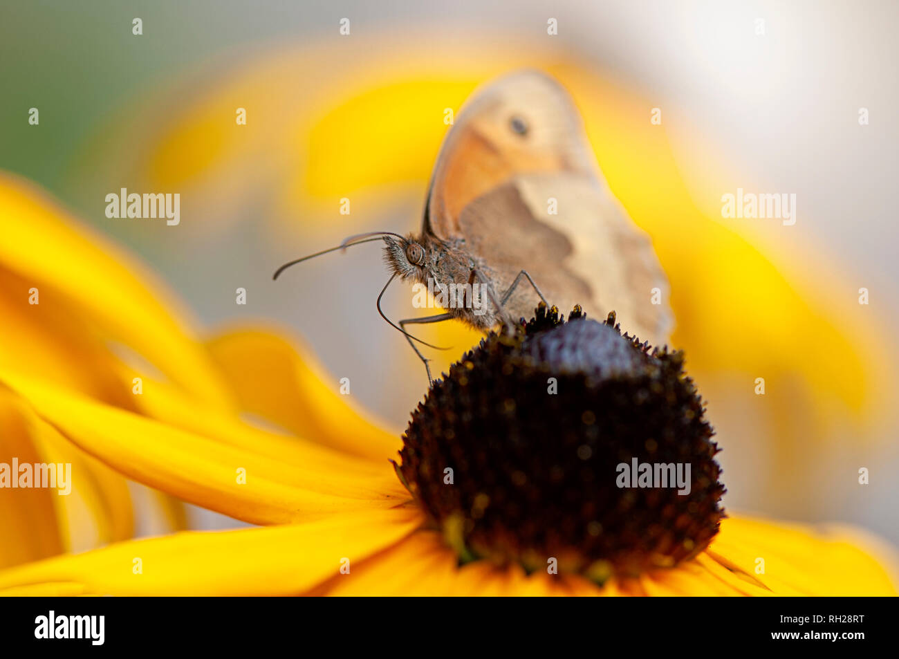 Imagen cercana de una hembra Meadow Brown Butterfly - Maniola jurtina, recogiendo polen de un amarillo coneflower Foto de stock