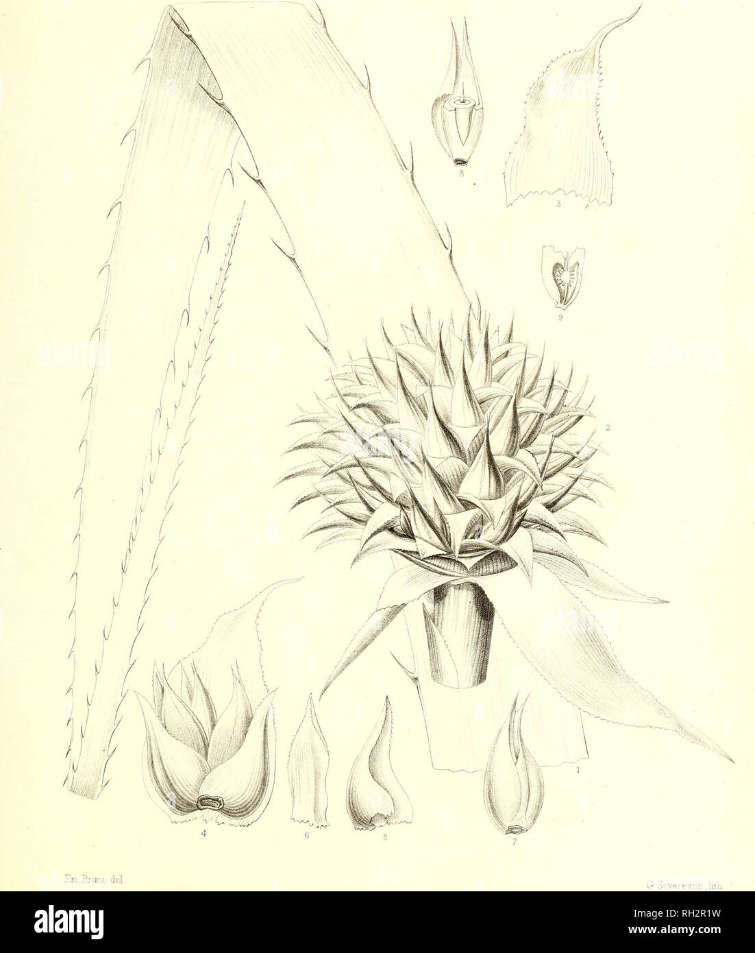 . Bromeliaceae andreanae : descripción et Histoire des broméliacées récoltées dans la Colombie, l'Ecuador et le Venezuela. Bromeliaceae; la botánica. BROMELIACEE ANDREAN/E Pl. III. M CHEVALLIERA AGD UN LE N/E , Ed y. Por favor tenga en cuenta que estas imágenes son extraídas de la página escaneada imágenes que podrían haber sido mejoradas digitalmente para mejorar la legibilidad, la coloración y el aspecto de estas ilustraciones pueden no parecerse perfectamente a la obra original. André, Edouard François, 1840-1911. Paris : Librairie Agricole Foto de stock