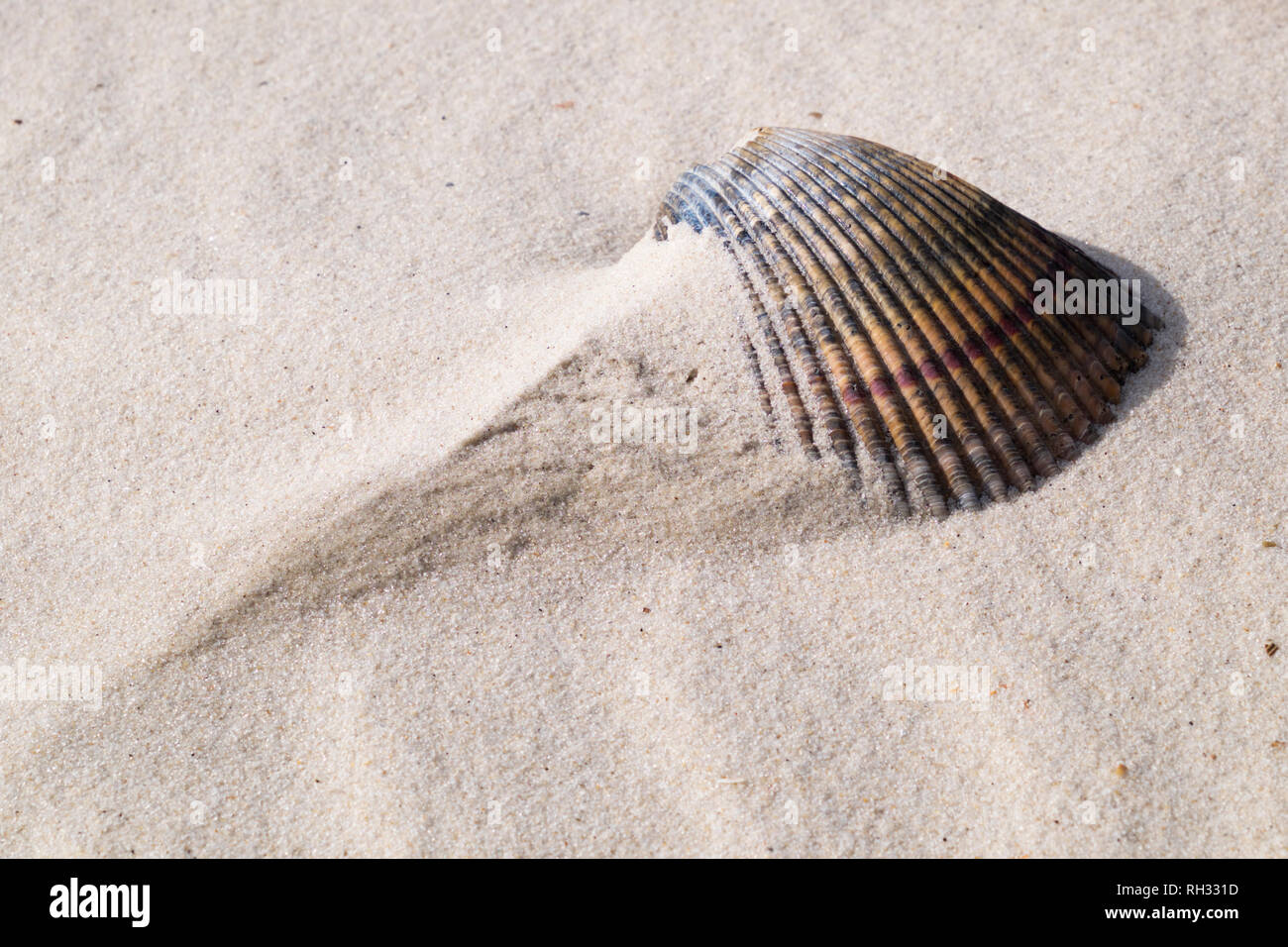 Conchas en la playa, cerca de Fort Morgan, en Alabama. Cerrar muestra patrones en la arena causada por la erosión del viento y del agua. Foto de stock