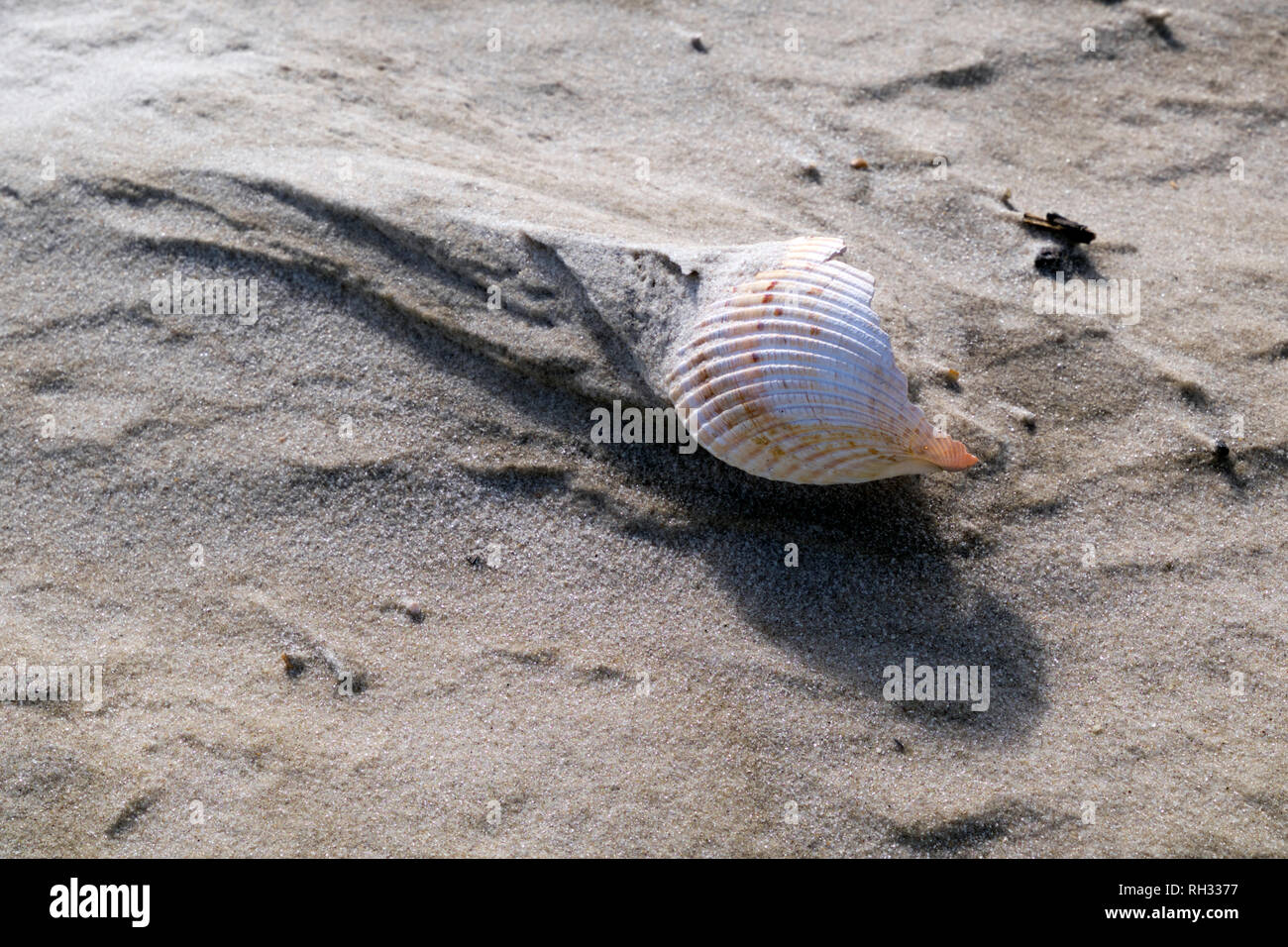 Conchas en la playa, cerca de Fort Morgan, en Alabama. Cerrar muestra patrones en la arena causada por la erosión del viento y del agua. Foto de stock