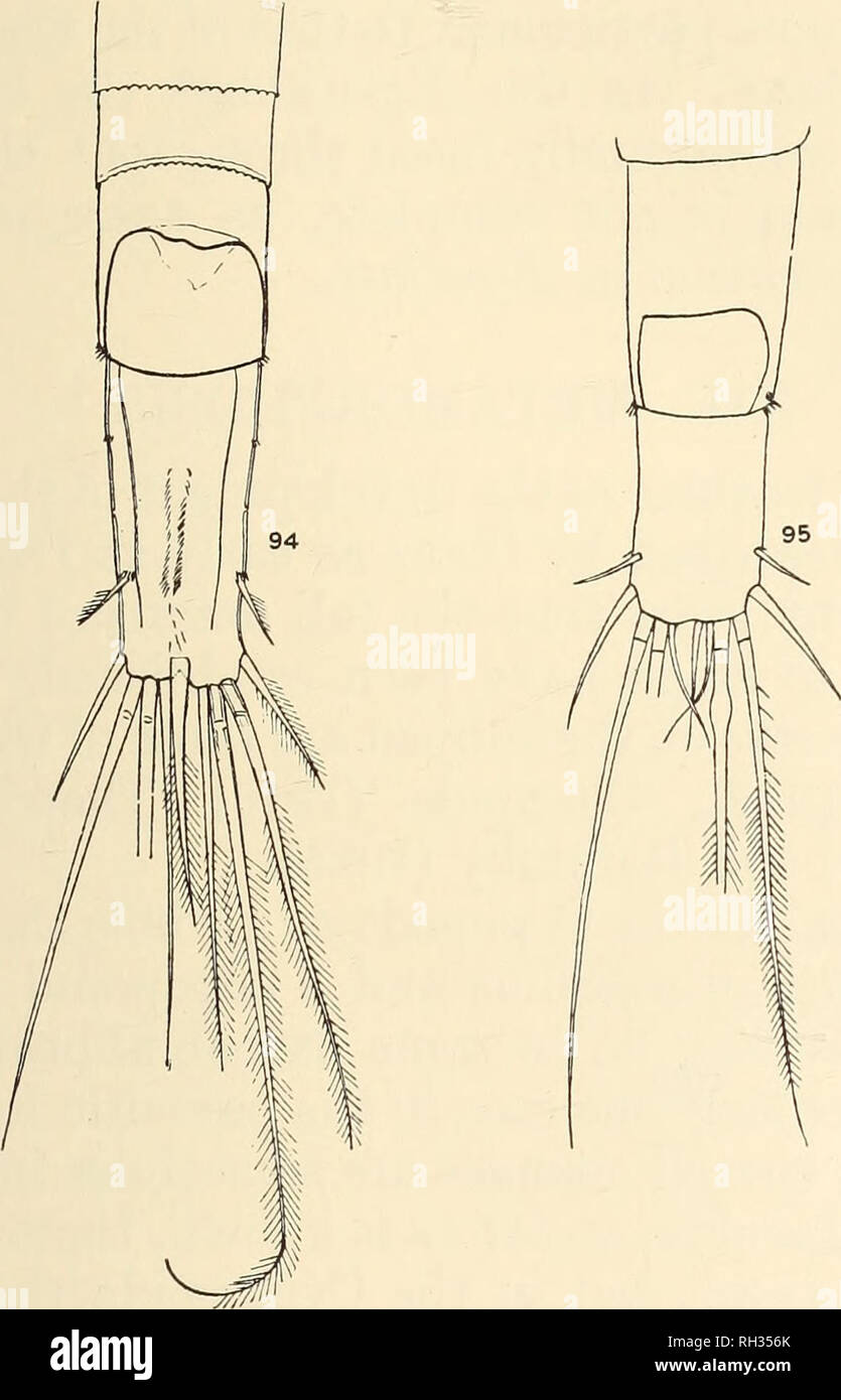Britanico Copepoda De Agua Fresca Copepoda Crustacea Structuees Anormal 77 Richard 18 Mrazek Bremer 1914 13 Etc Parece Sin Embargo Vale La Pena Mencionar Dos Anomalias En El