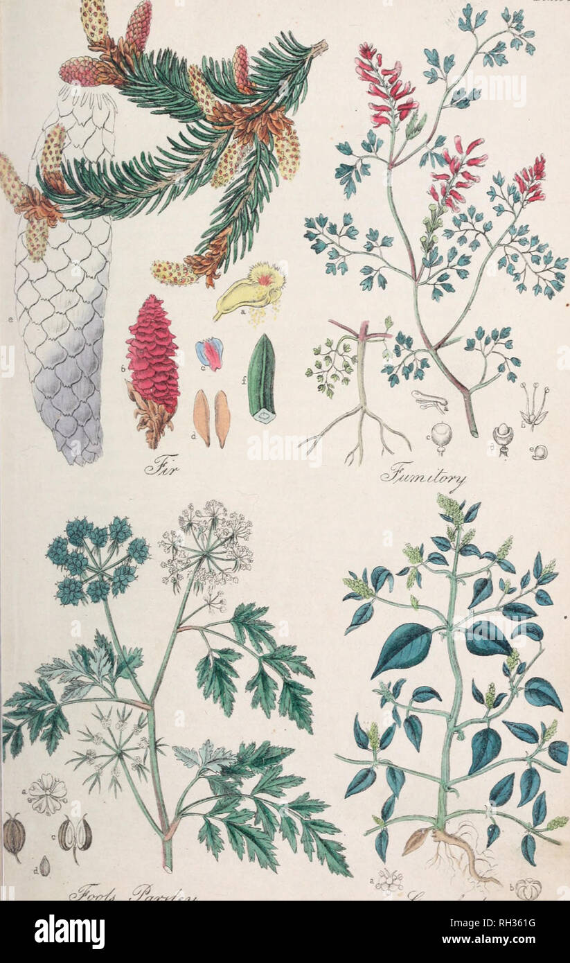 Los británicos flora medica, o Historia de las plantas medicinales de Gran  Bretaña. La botánica, la medicina -- Gran Bretaña enciclopedias; Botánica  -- Gran Bretaña enciclopedias; plantas medicinales -- Gran Bretaña