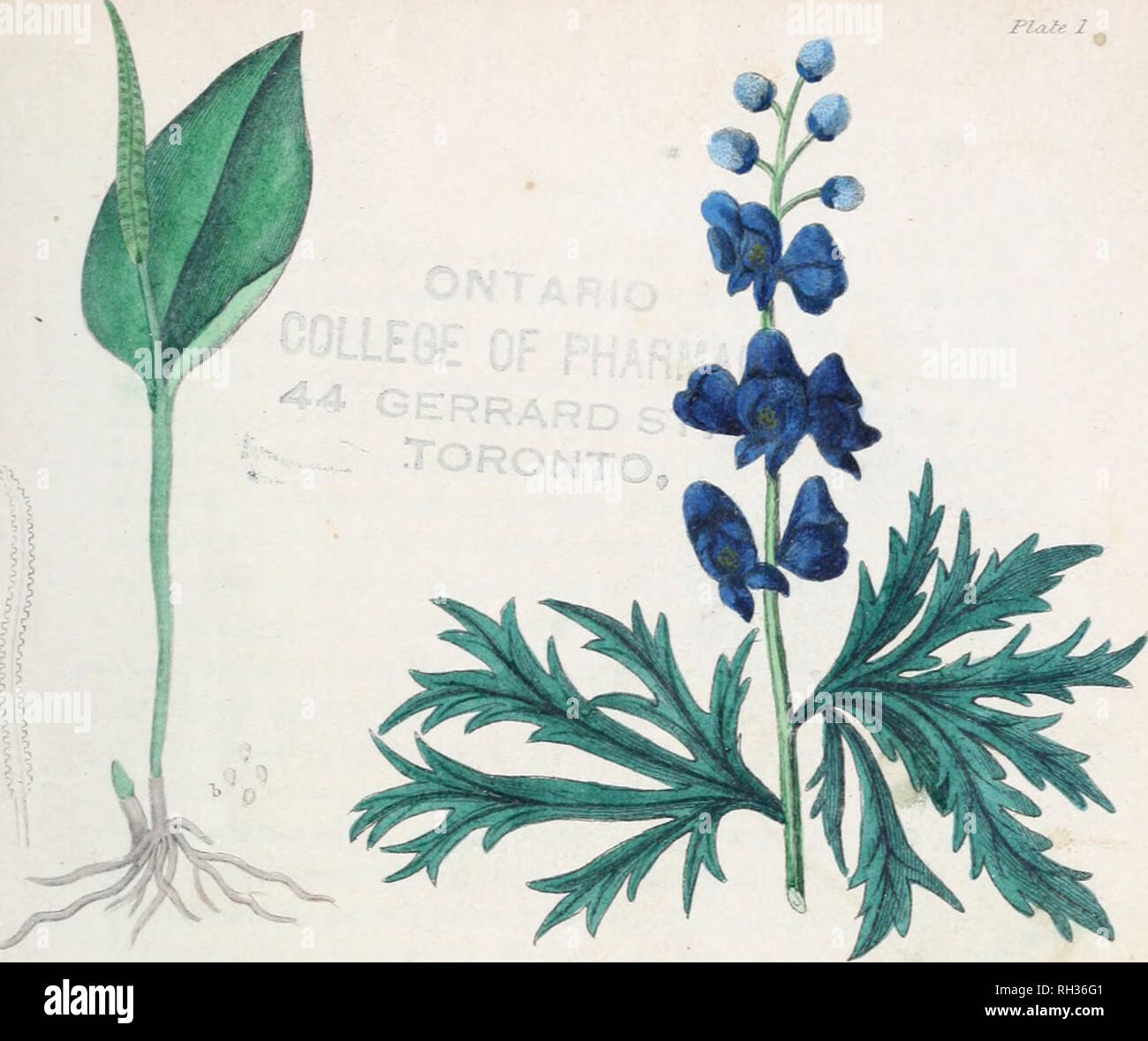 Los británicos flora medica, o Historia de las plantas medicinales de Gran  Bretaña. La botánica, la medicina -- Gran Bretaña enciclopedias; Botánica  -- Gran Bretaña enciclopedias; plantas medicinales -- Gran Bretaña