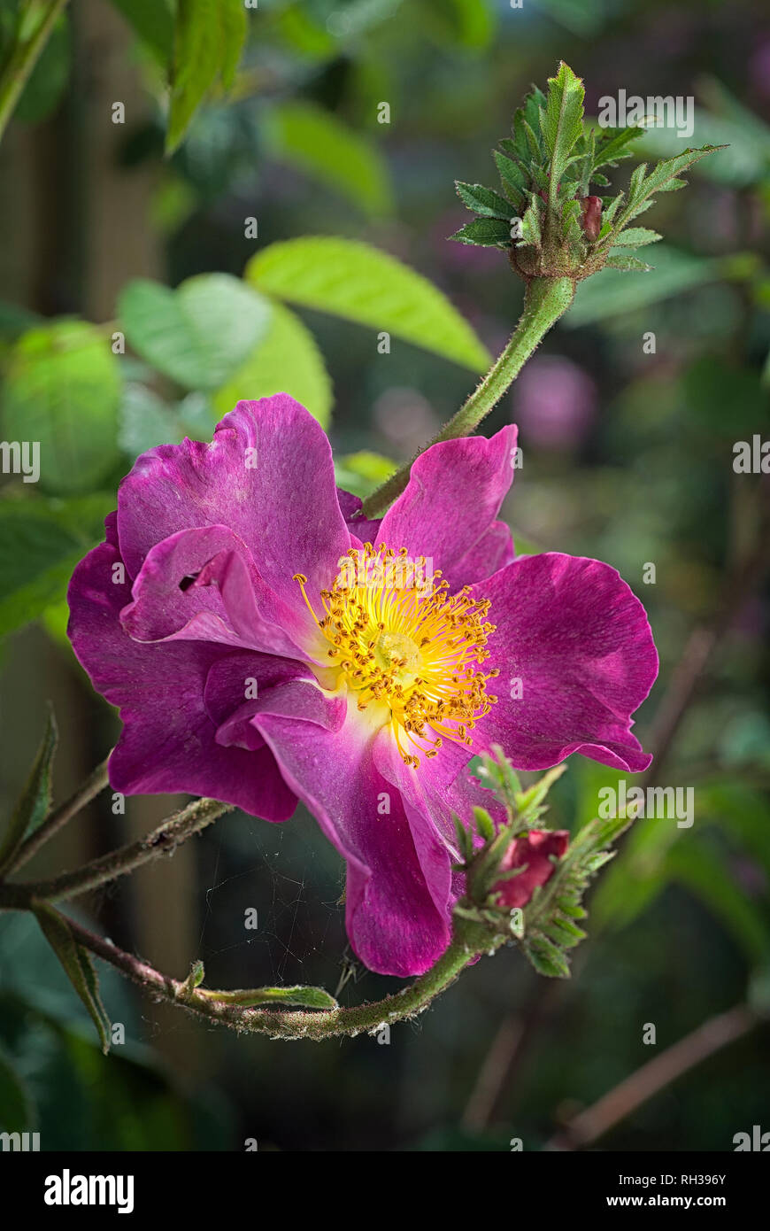 Rosa cv. La Belle Sultane; Rosaceae; shurb; Gallica; flor carmesí semi-dobles. Otro nombre Rosa gallica violacea, Mahaeca. Foto de stock