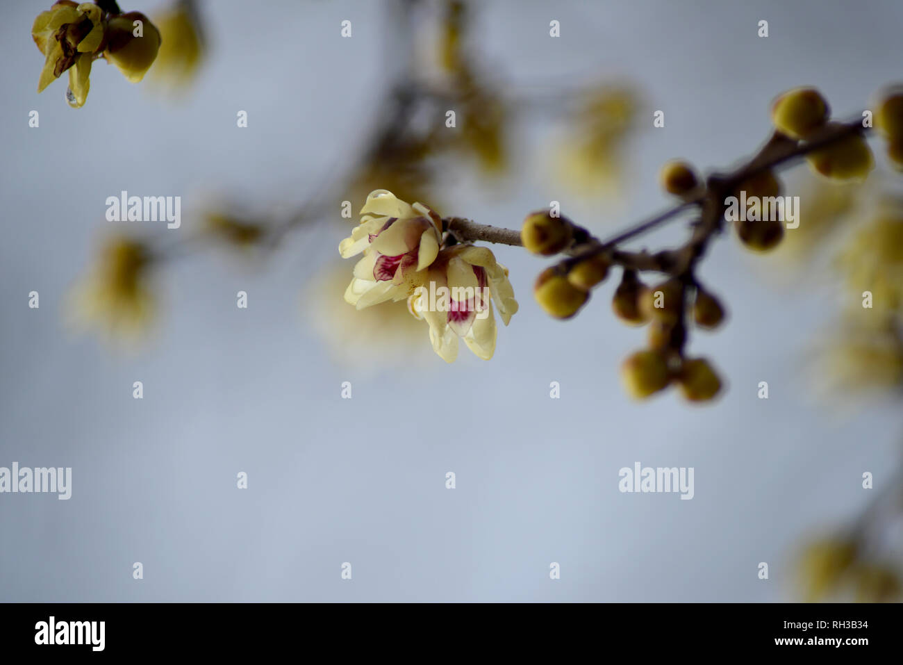 CHINESISCHE WINTERBLÜTE (Chimonanthus praecox) Foto de stock