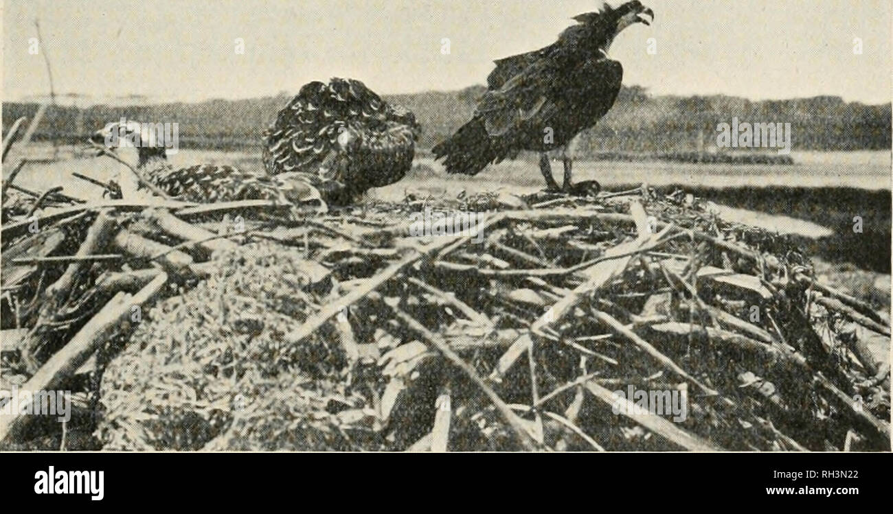 British aves. Aves. P. H. BAHR: la vida doméstica de la Osprey. 41 feroz y  cuando lo hicieron swoop era una pretensión muy débil, en contraposición a  lo que ha sido