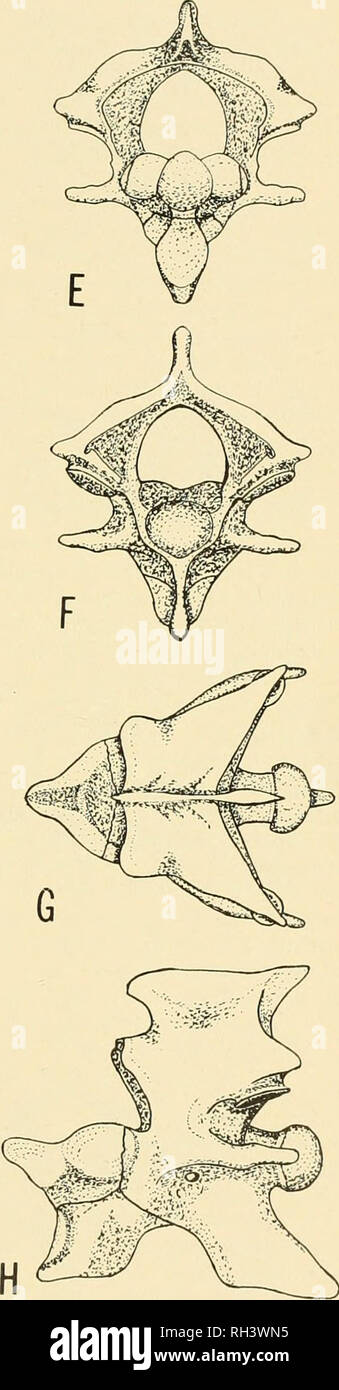 Brigham Young University Science Bulletin Biologia Publicaciones Periodicas El Cen C X V P07f