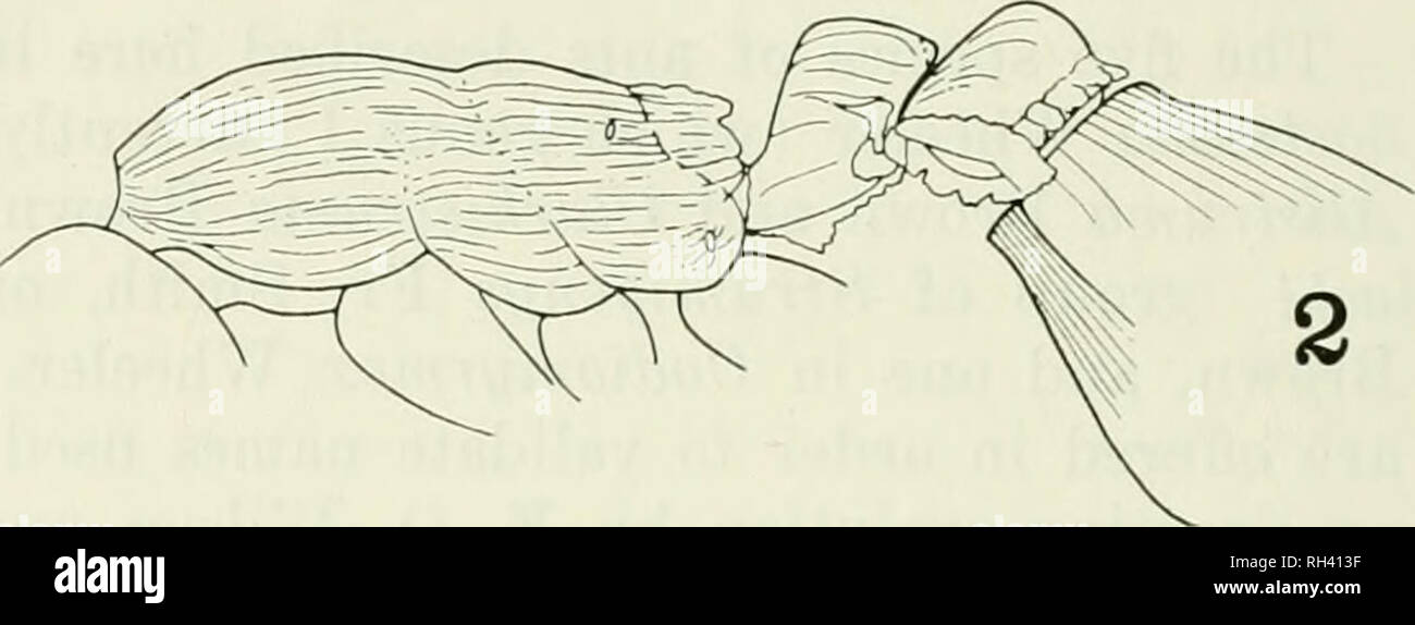 Breviora. . Las Figs. 1 y 2. Colobostruma cerornata nuevas especies,  trabajador paratype. Fig. 1. Cabeza; full-face (vista dorsal), derecho de  antena y pilosidad omitidos. Fig. 2. Alitrunk, nodos y base