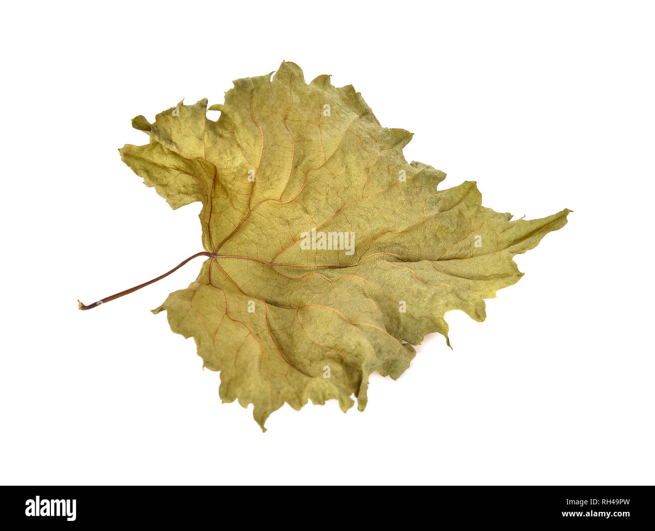 Hojas De Parra Secas Fotos e Imágenes de stock Alamy