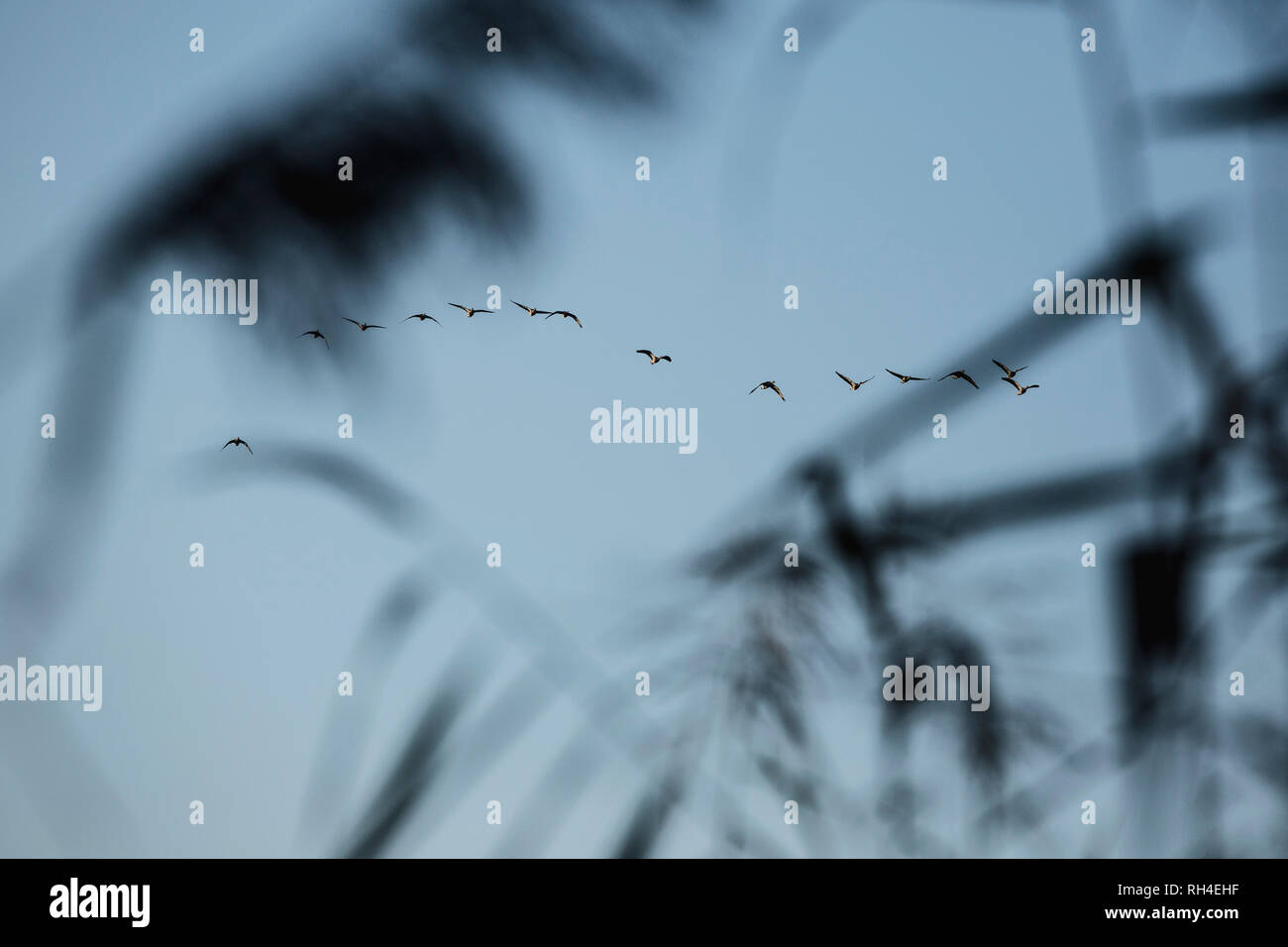Silueta aves volando contra el cielo azul Foto de stock