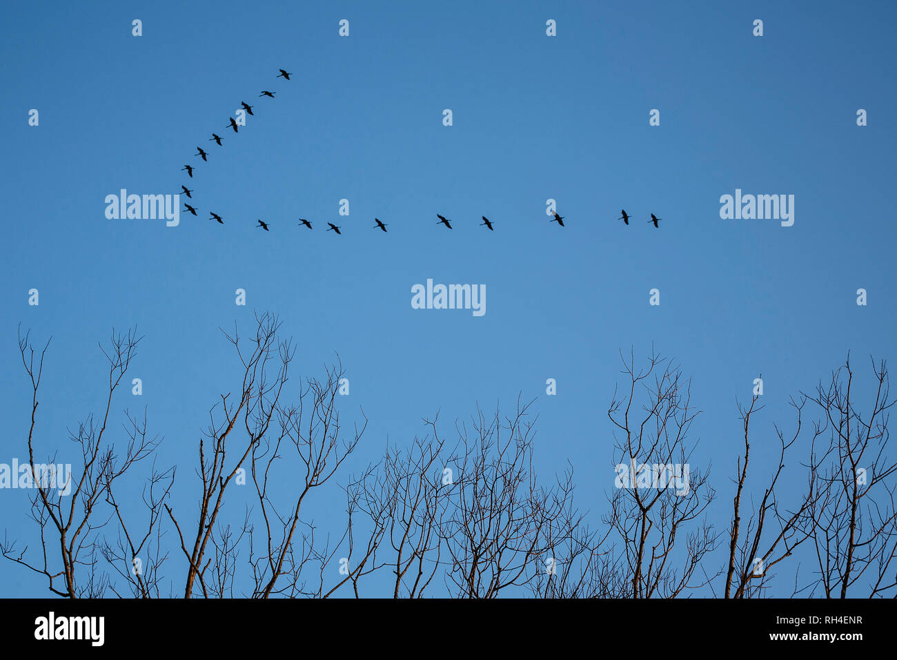 Los pájaros que vuelan en el cielo azul Foto de stock
