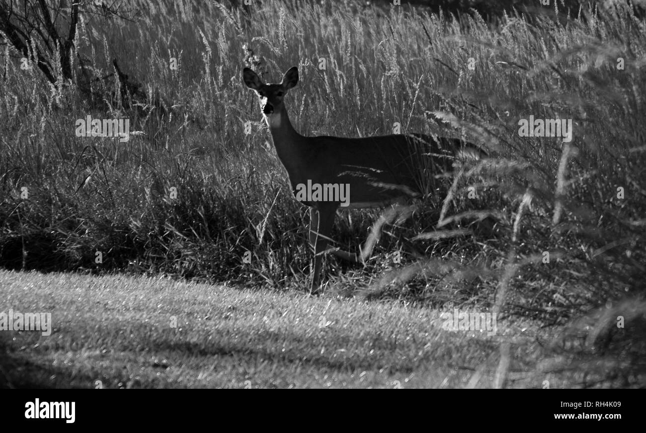 Ciervos capturados caminando por el campo al este de Nebraska Foto de stock