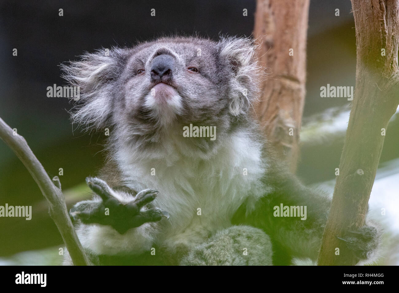 Los koalas australianos, marsupiales herbívoros arbóreos, nativo de Australia Foto de stock