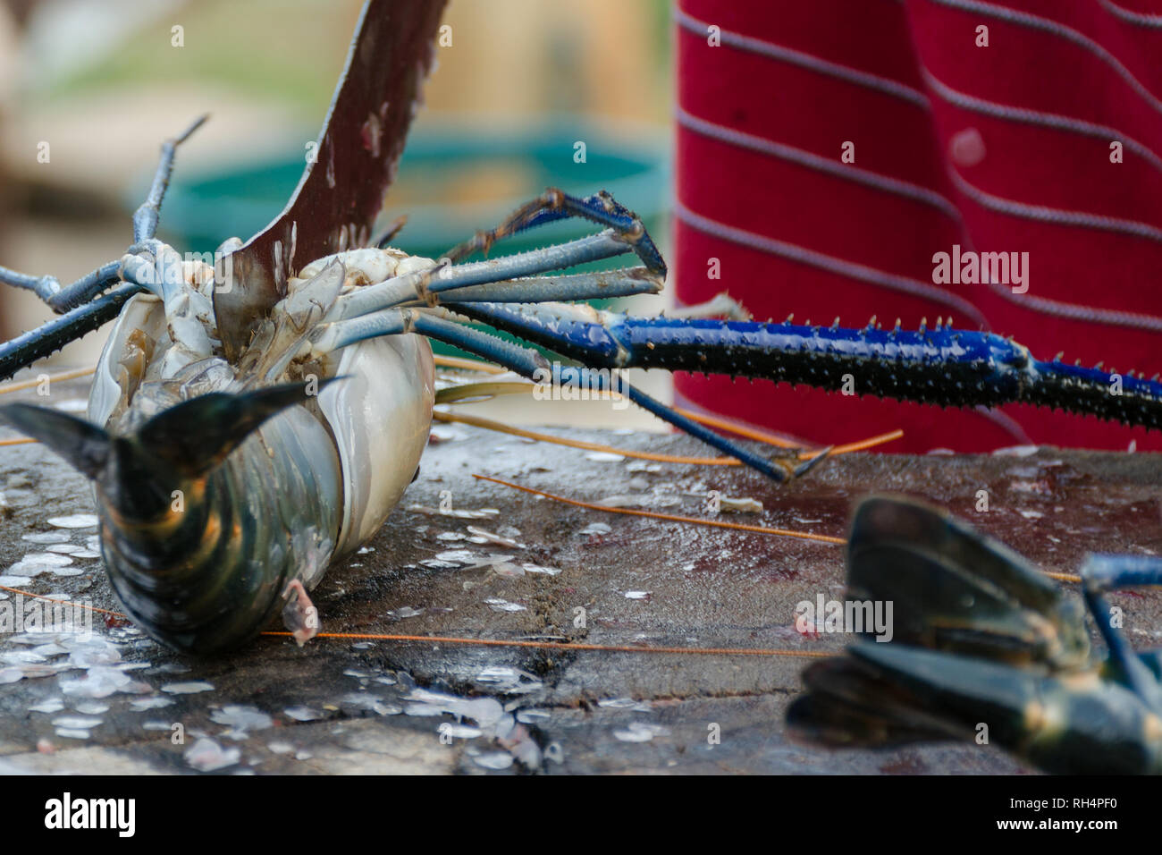 Cortes de mariscos - cocina de langosta. Cortar la langosta en una calle del mercado de pescado en Sri Lanka. Chef mano con un cuchillo langoustine fresco. Foto de stock