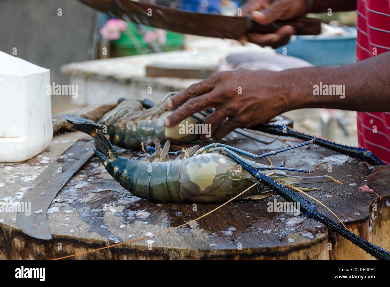 Cocinar langosta. Cortar la langosta en una pescadería en Sri Lanka. Chef mano con un cuchillo langoustine fresco. Foto de stock