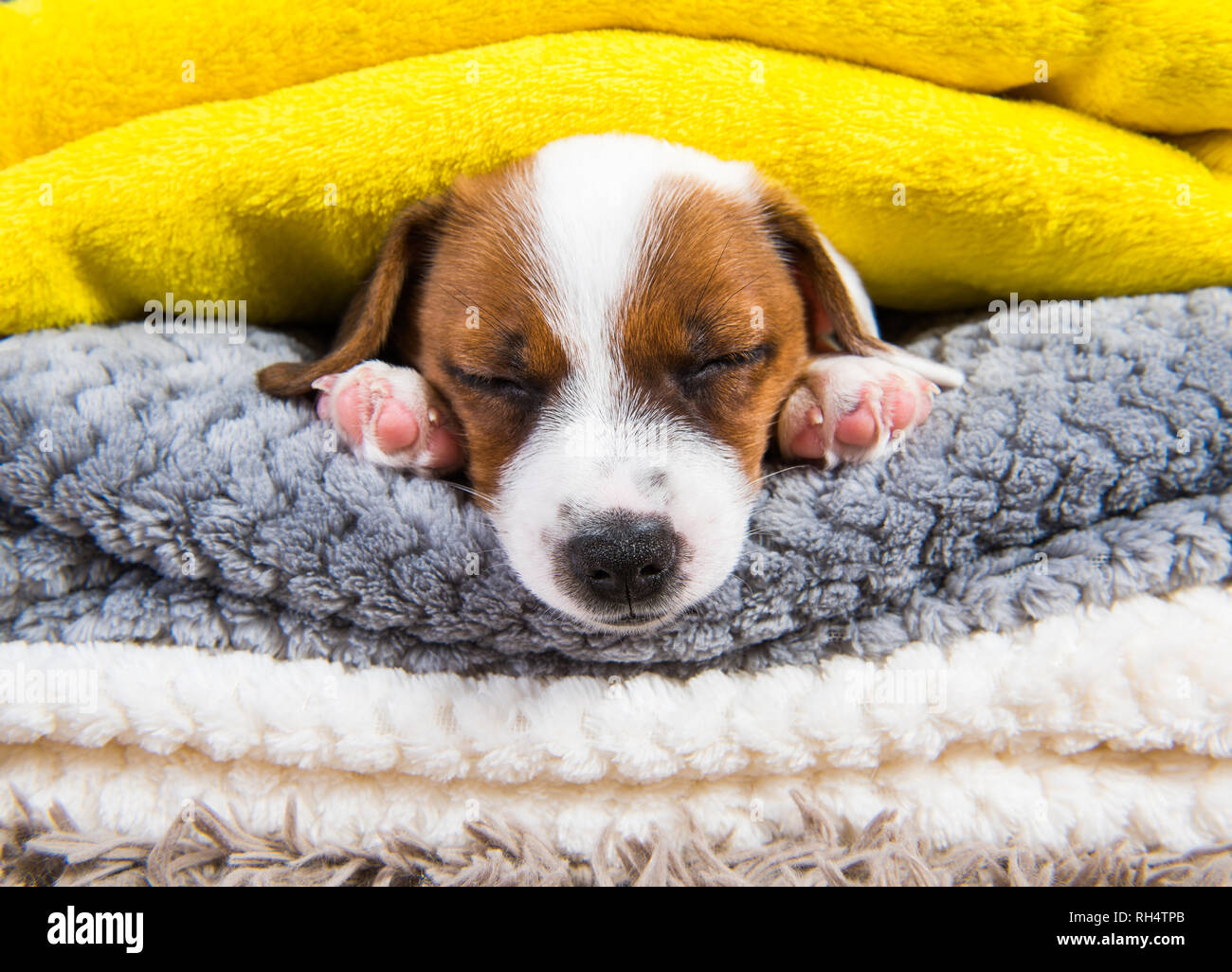 Gracioso Jack Russell Terrier cachorro duerme debajo de la manta en la cama.  Soñar dulces sueños Fotografía de stock - Alamy