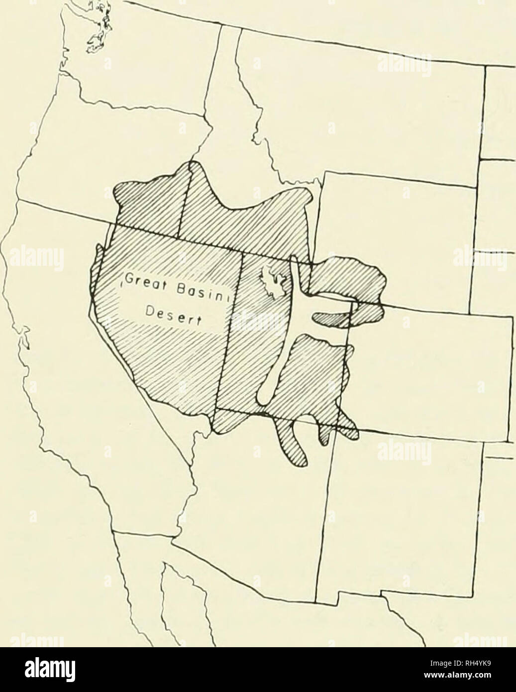 . Brigham Young University Science Bulletin. Biología -- publicaciones periódicas. BRIGHAM Young University Science Bulletin. El mapa 1. Ubicación del Great Basin Desert. gramíneas son abundantes en los subtipos de este commun- lidad. Stands dispersos de abeto Douglas, abeto blanco, cerdas- cono de pino, pino ponderosa y Aspen ocurren en las elevaciones más altas en las montañas. En este escenario se impresionó al pastoreo de vivir- stock y la consiguiente construcción de carreteras, valla con- struction, aprovechamiento del agua, y otras actividades que se iban a producir cambios duraderos en la vegeta- ción, cicatrices en el paisaje, la erosión de los suelos, y c Foto de stock