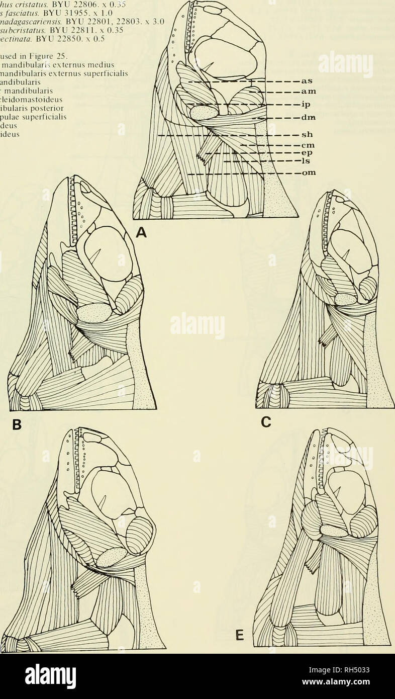 Brigham Young University Science Bulletin Biologia Publicaciones Periodicas La Serie Biologica Vol 1 2 N 3 La Evolucion De Los Lagartos Iguanine 55 A Amblyrhviichiis Cristatus Byu 22s06 0 35 B Brigham Young University Science Bulletin Biologia Publicaciones Periodicas La Serie Biologica Vol 1 2 N 3 La Evolucion De Los Lagartos Iguanine 55 A Amblyrhviichiis Cristatus Byu 22s06 0 35 B