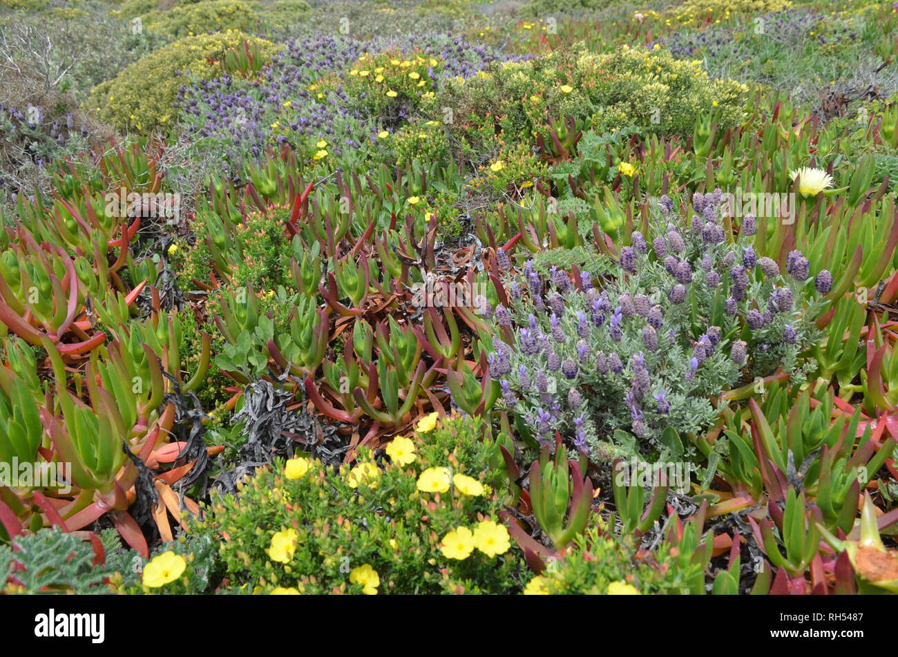 Las Plantas Y Flores Del Parque Natural De Costa Vicentina El Sudoeste De Portugal El Alentejo 2003