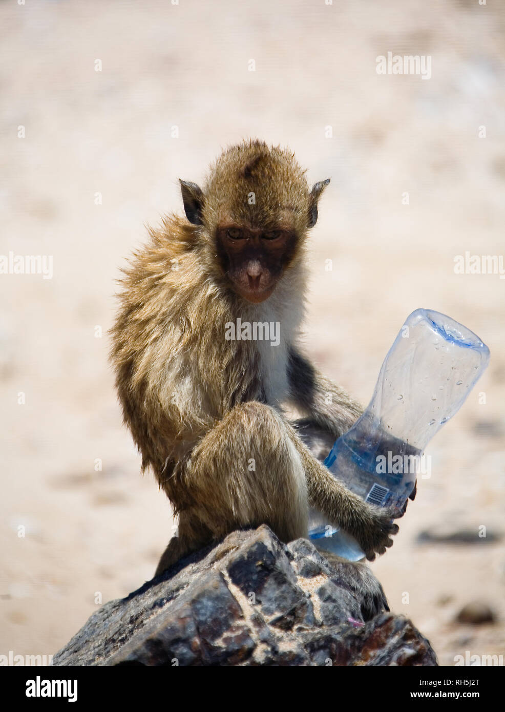 Un mono salvaje sostiene una botella vacía y mira a la cámara. Naturaleza salvaje. Foto de stock