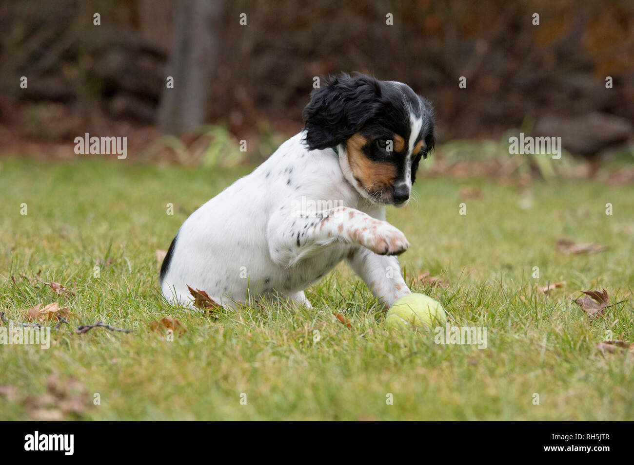 Ocho semanas de edad Cachorro setter inglés jugando con la pelota de tenis Foto de stock