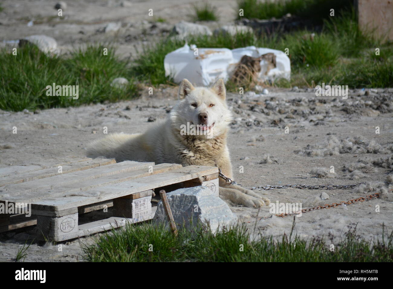 Perros árticos fotografías e imágenes de alta resolución - Página 7 - Alamy