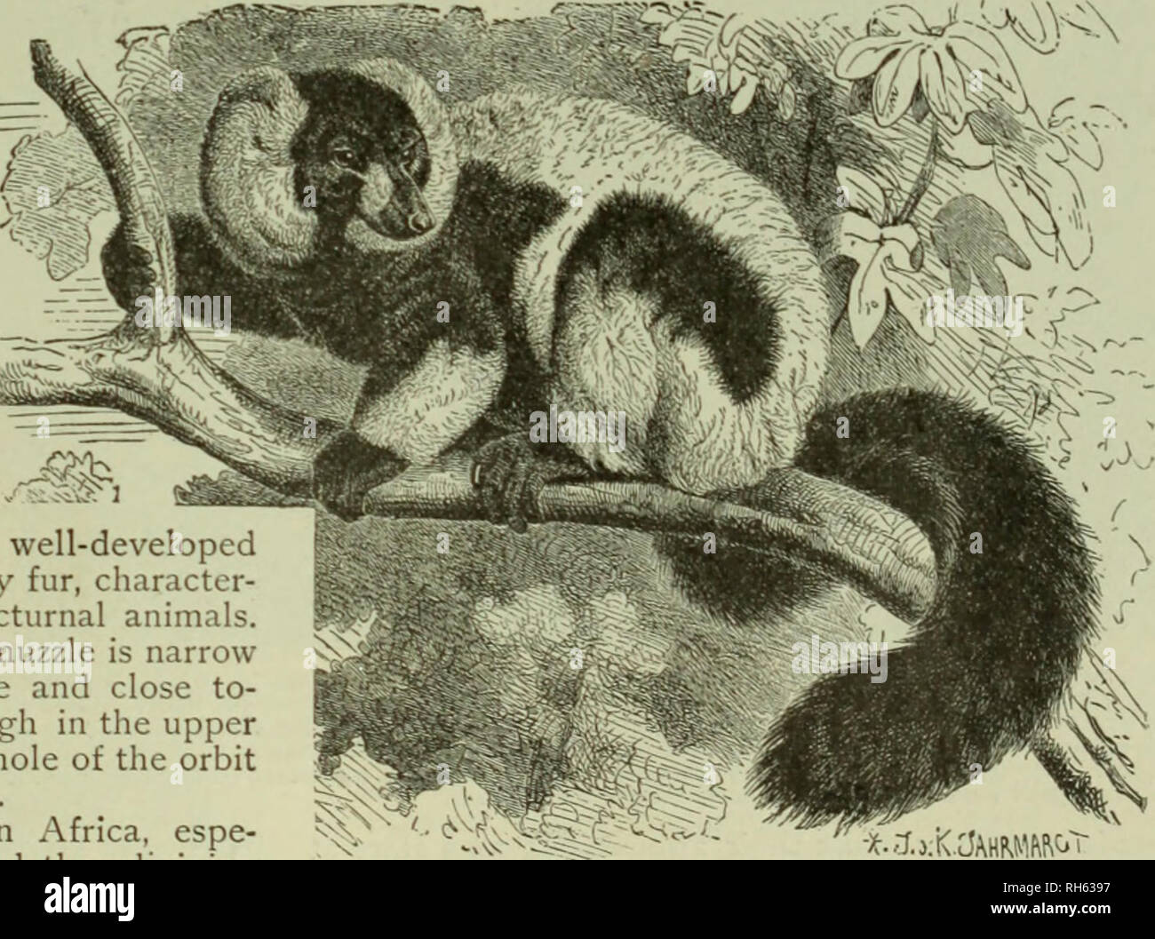 Brehm La Vida De Animales Una Completa Historia Natural Popular Para La Instruccion En El Hogar Y Para El Uso De Las Escuelas Mammalia Los Mamiferos Comportamiento Animal H E