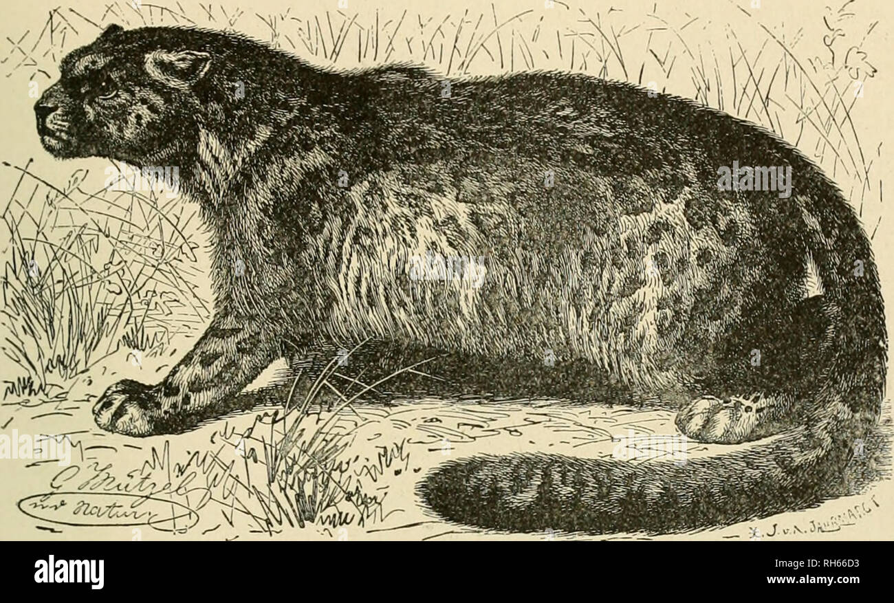 Brehm la vida de animales : una completa historia natural popular para la  instrucción en el hogar y para el uso de las escuelas. Los mamíferos;  Comportamiento animal. El gato FAMILYâOUNCE.