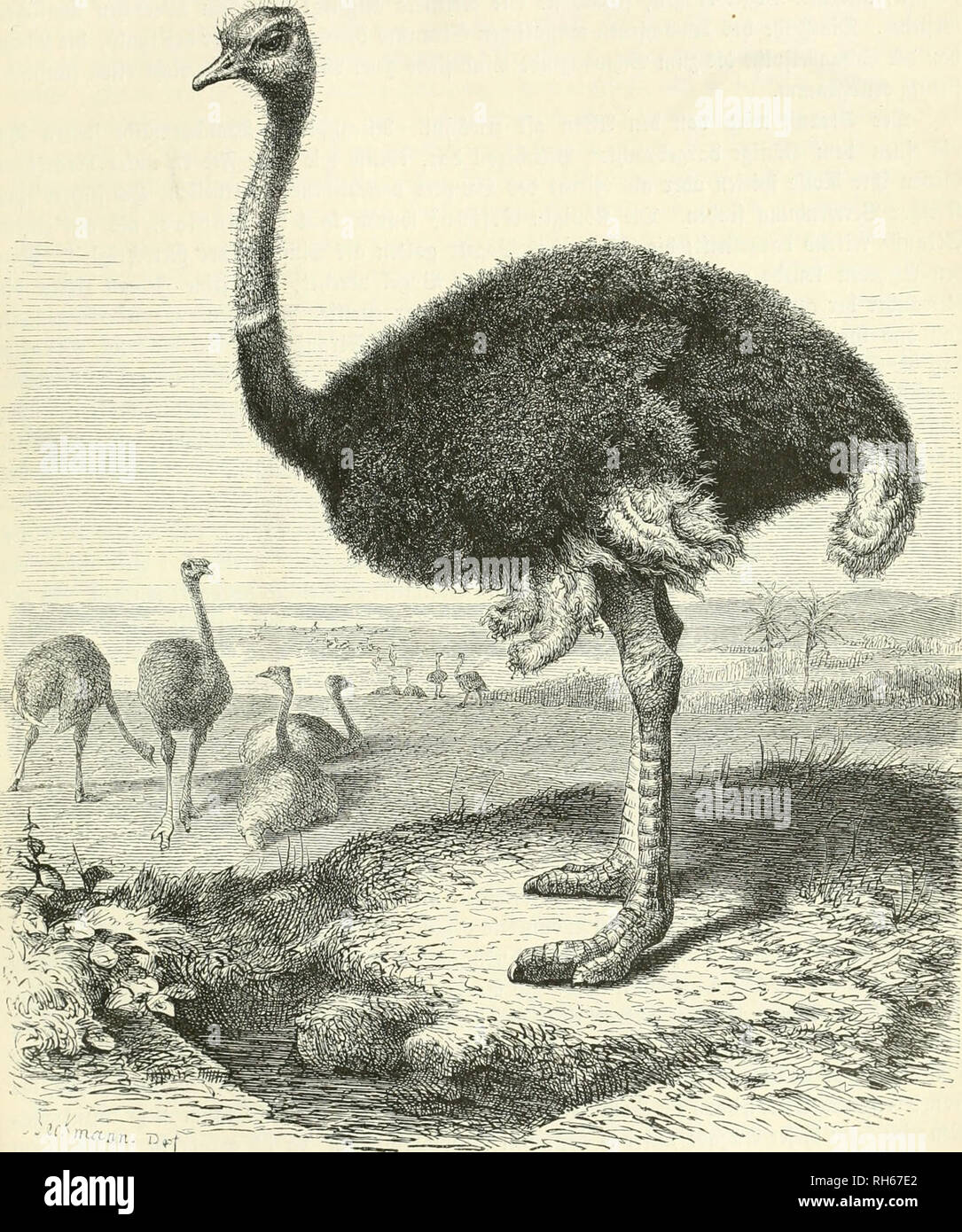 Brehms Thierleben Allgemeine Kunde Des Thierreichs Comportamiento Animal Zoologia C Tvau 3 193 Tciualicfie Unqcfa