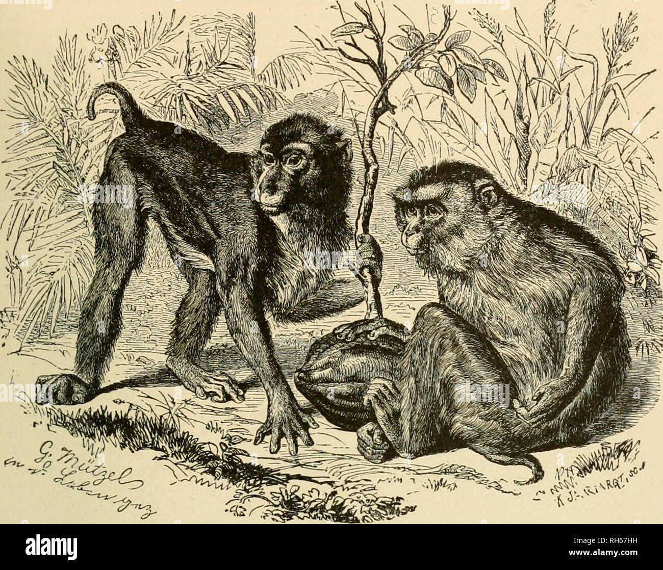Brehm La Vida De Animales Una Completa Historia Natural