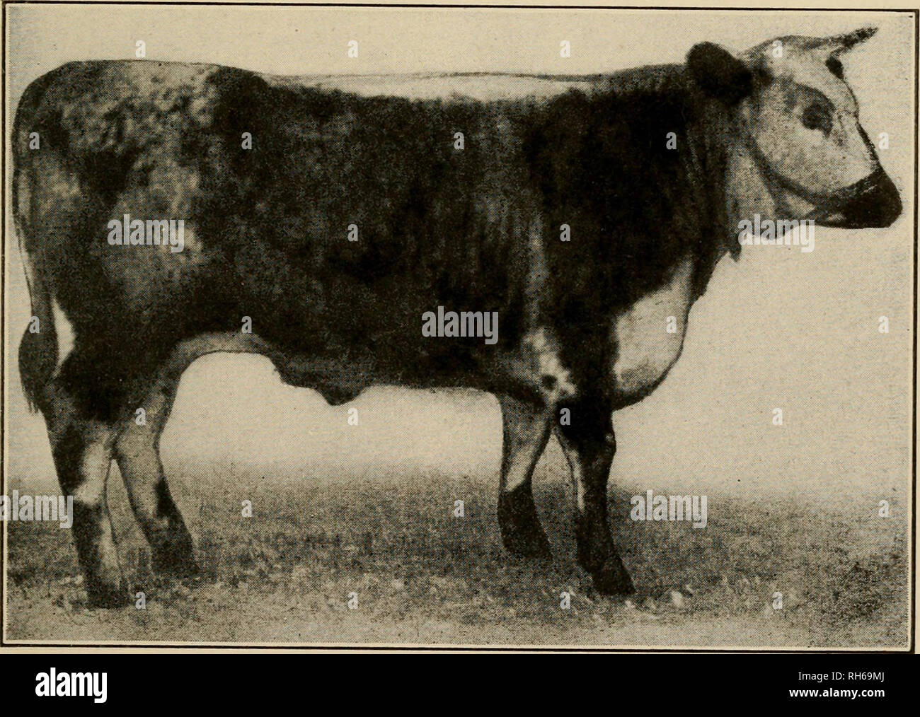Modelo De Vaca Juguete De Animales De Granja Toro Negro Suizo Marrón  Almizcle Norte De África