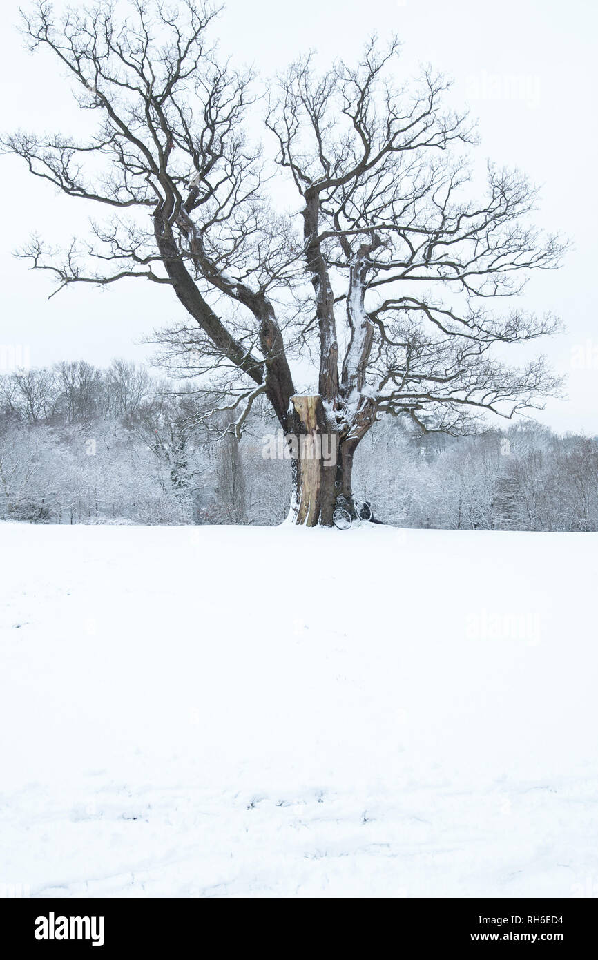 Londres, Reino Unido. 2 de febrero de 2019. Gigante y antiguo árbol de roble y el parque bajo la nieve en el suburbio londinense de Mill Hill, Reino Unido. Crédito: Joe Kuis /Alamy Live News Foto de stock