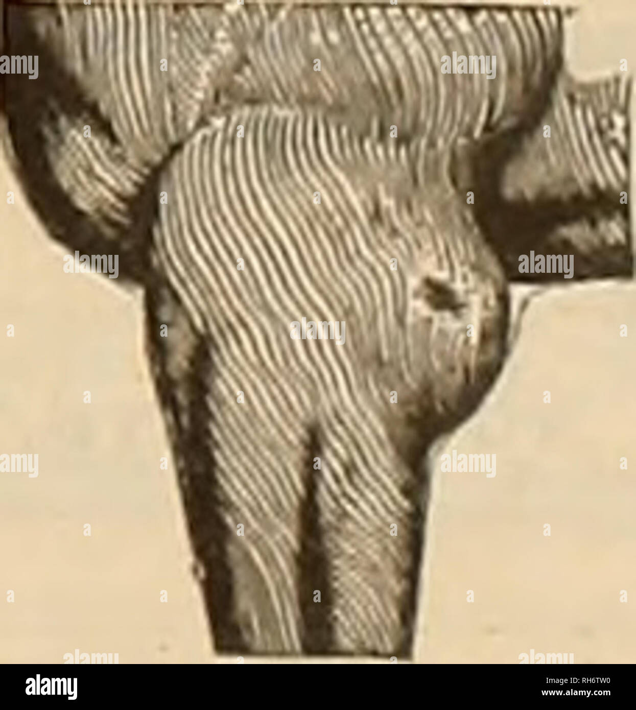 Calzado online elefante catalogo