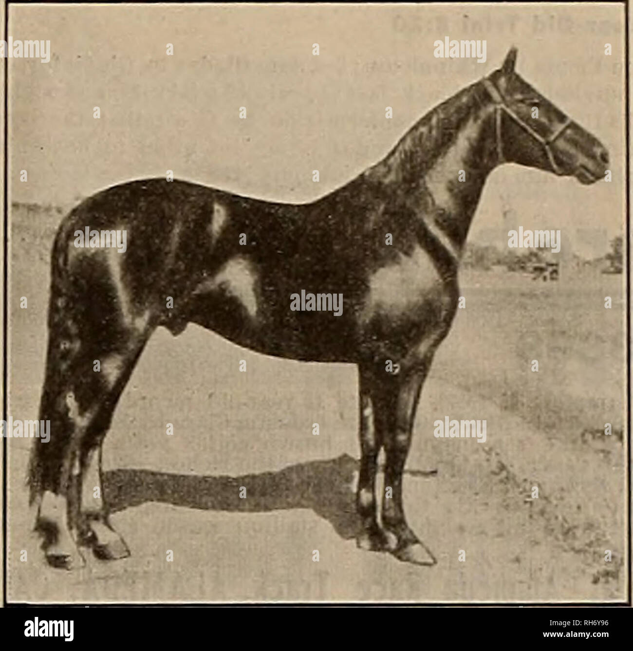 El Obtentor Y El Deportista Los Caballos Iran Alto Reg Nº 24576