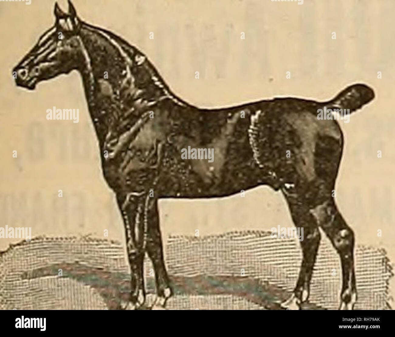 Türtapete türposter türfolie caballo de agua no 1097