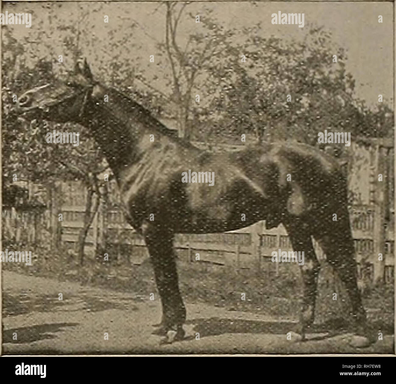 . El obtentor y el deportista. Caballos. eighs 1100 lbs. es una buena persona tiene mejor de pies y piernas, y es absolutamente sólida en todos los sentidos. BONNIE DIRECT le sirven a un número limitado de yeguas aprobados durante la temporada de 1902, en SlOO la temporada, con la celebración de devolución si mare demuestra no con el potro y el caballo está vivo y en mi posesión. El dinero adeudado al momento del servicio o tras la extracción de la mare. Tomar todas las precauciones para evitar accidentes o escapadas, pero ninguna responsabilidad que puedan surgir. Pasto para las yeguas a precios razonables. Dirección C. L. Griffith, PleasantoD, C&l resumen de tres de Bonnie Direot'Raza B Foto de stock