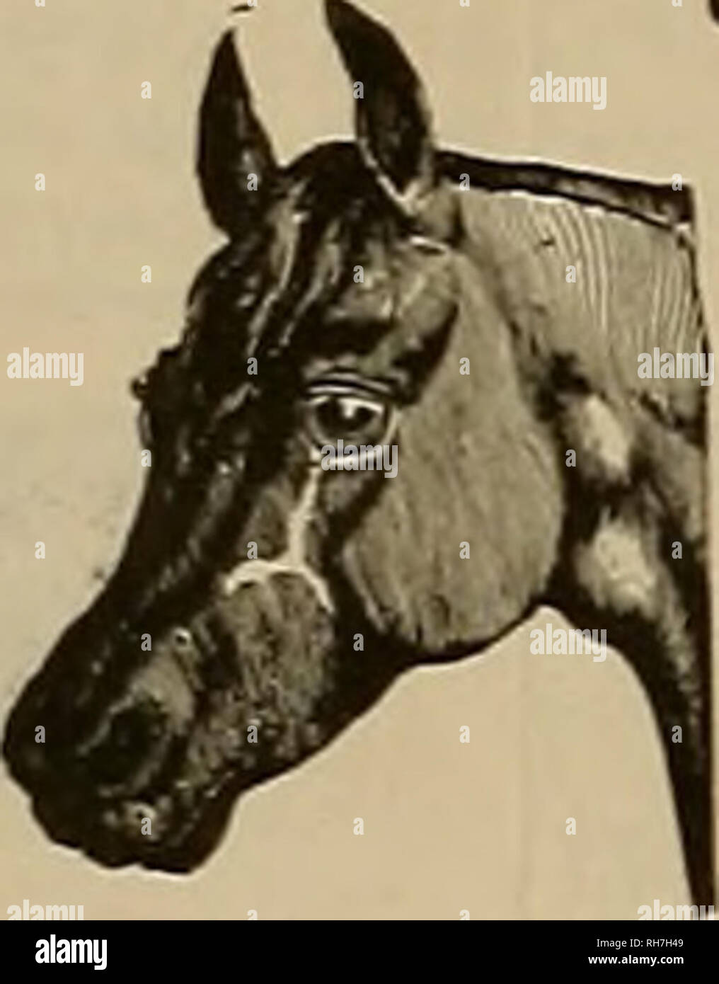 El Obtentor Y El Deportista Los Caballos 380 Jpju Darnos Amp Ev Mt Amp Amp P Amp Vt Amp Matu 14 De Mayo De 18 El Directorio De Obtentores Verba bna Jkrseys El Latido A J C C Hato Es Propiedad