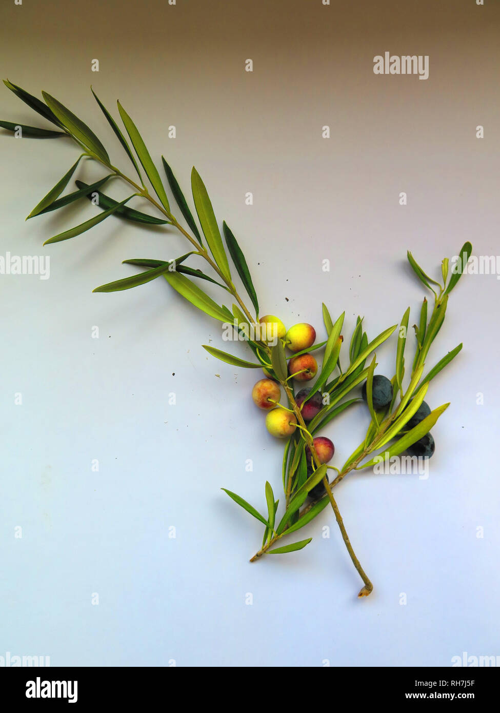Aceitunas de diferentes colores fotografías e imágenes de alta